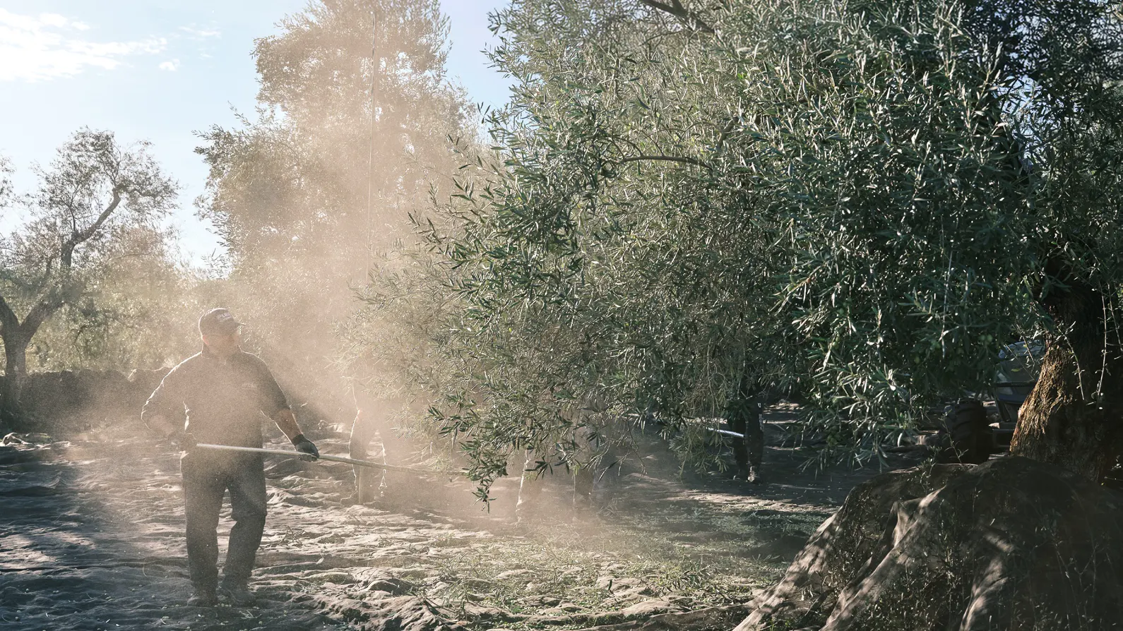 Workers harvesting olives in an Italian grove